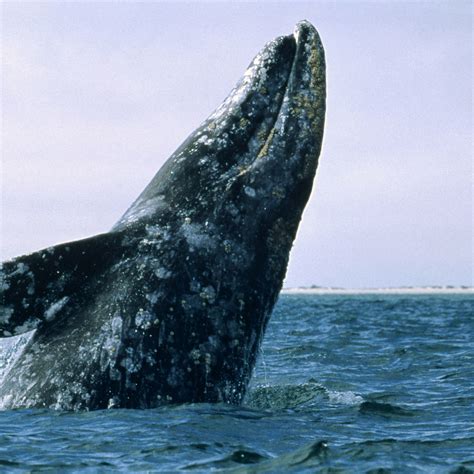 Gray Whale .